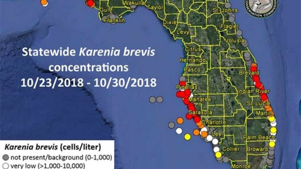 Low levels of red tide have spread to Pensacola Beach